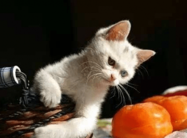 猫可以吃水果吗?按照这些名单来喂!