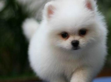博美犬价格是多少?不要光看价格