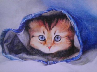 猫咪发情的表现,这几点最明显