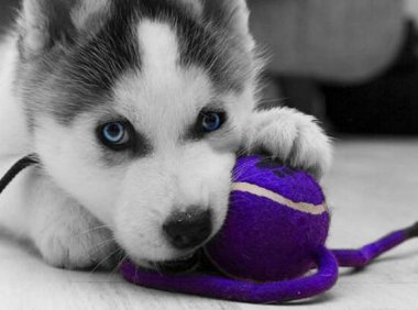 狗的特点是什么？这个一二句话还真说不清