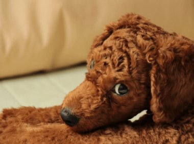 泰迪晚上睡觉要注意的问题，满满六条请谨记