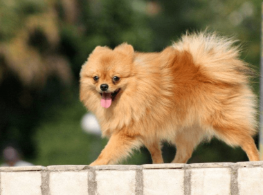 博美犬一次生子能生多少个,来感受伟大的母爱