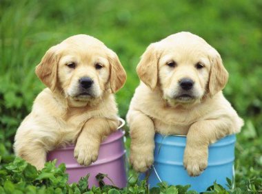 拉布拉多犬好还是金毛好?详细对比优缺点