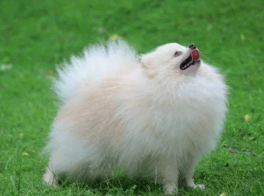 白博美毛怎么越来越黄?真不是一二种原因导致的