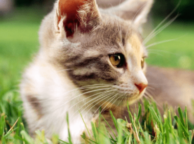 铲屎官什么意思?顾名思义,意如其名