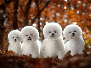 比熊犬爱叫吗?一般来说是很安静的