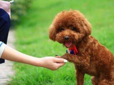 贵宾犬拉屎有血怎么办?有几个方面要注意下