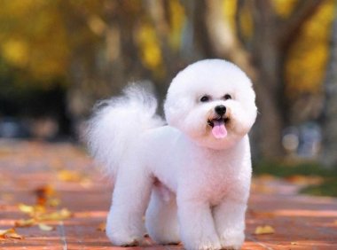 泰迪比熊是贵宾犬吗?别被它们的外表欺骗了