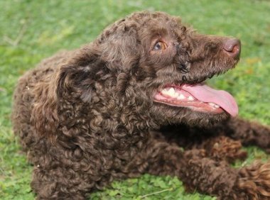 泰迪几个月就不长了？泰迪的生长知识讲解