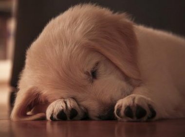 狗吃了巧克力怎么补救?急速救治办法看一看