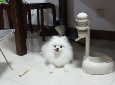 博美不吃东西老是睡觉,该送医院还是得送医院