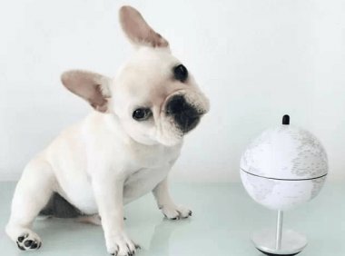 斗牛犬吃什么狗粮好?这些禁忌不要犯