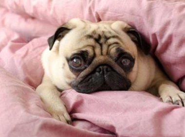 巴哥犬只认一个主人吗？初恋都是美好的