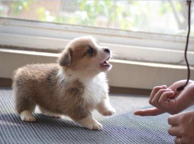 怎样训练柯基犬？小短腿该这样训练