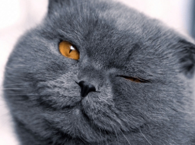 为什么猫都叫不来?是呼唤方式错了么