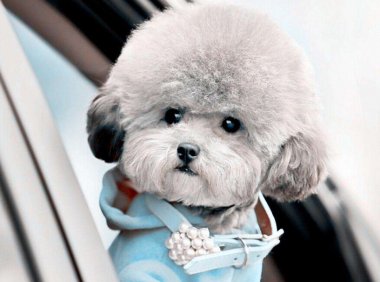 小型宠物狗价格,小型犬品种及价格详单