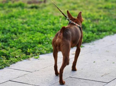 狗得狂犬病多久会死?这些情况你要先搞清楚