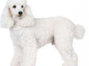 贵宾犬晚上不睡老叫怎么办?一定要学会这样来安抚