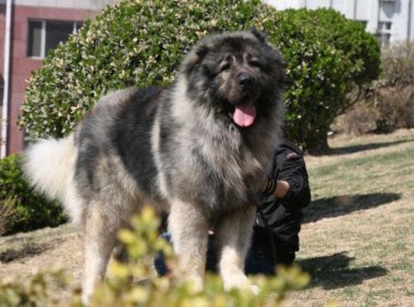 高加索犬的优缺点，知道它好还要知道不好