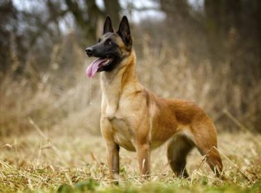 马里努阿犬多少钱一条,详细价格清单