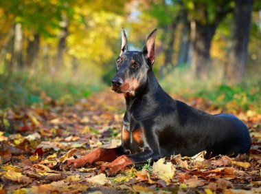 杜宾犬咬人吗,兔子急了也会咬人