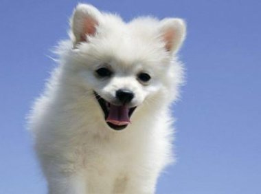 小狗身上有皮屑怎么办?试试这个办法