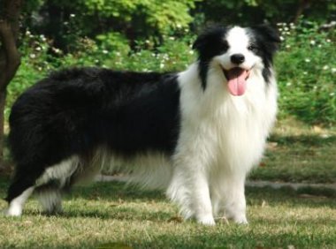 边境牧羊犬多聪明？狗界的学霸