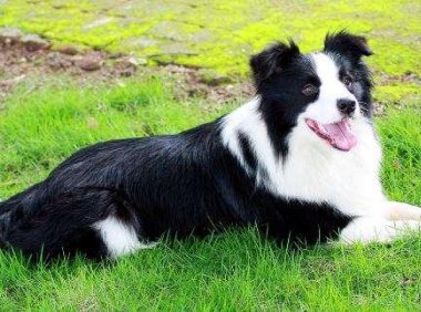 如何判断边境牧羊犬怀孕，注意观察这几点