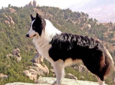 边境牧羊犬能吃杂食吗?对于饮食还是要慎重些好