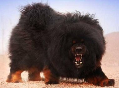 老虎和藏獒哪个厉害？这是老虎被黑的最惨一次