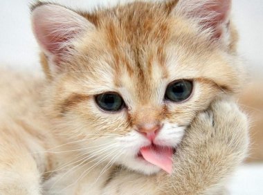 猫最喜欢吃什么?这些你肯定没想到过