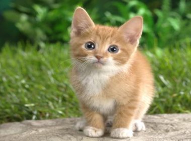 被猫抓流血了怎么办？一定要及时处理