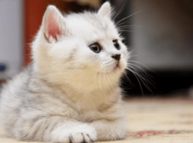 猫咪死了怎么处理,最恰当的做法就应该这样