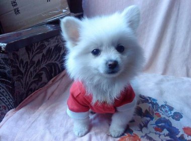 博美狗狗怎么训练？这些方法容易接受