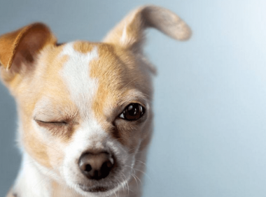 狗狗眼屎多怎么办,教你四招对症治疗