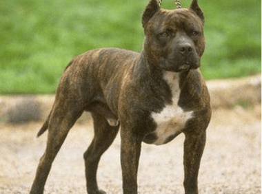 比特犬如何训练？想要不惹事生非就要严格训练