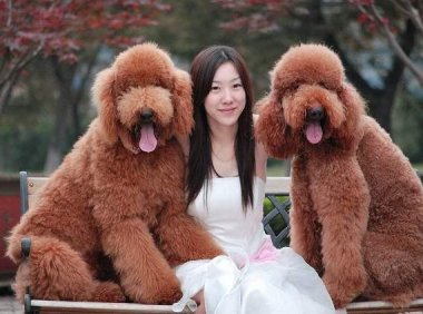 巨型贵宾好养吗？办法总比困难多