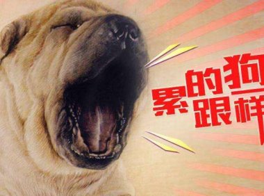 很多人都说“累成狗”,你觉得狗有你累么?
