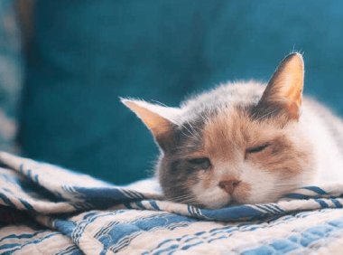 猫携带狂犬病毒吗？理论上来说是可能的