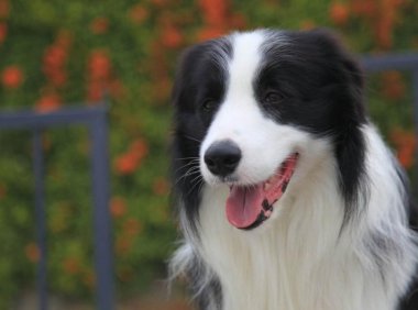 边牧一生认几个主人?从一而终是它们的本能