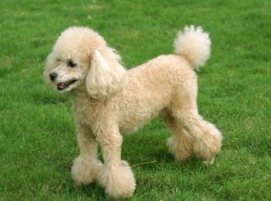 贵宾犬是泰迪吗?一个造型改变名称