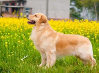 金毛犬吃什么食物,其实很多食物都可以喂