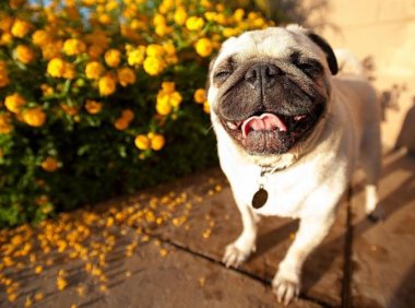 巴哥怎么训练?也没想象中的那么难