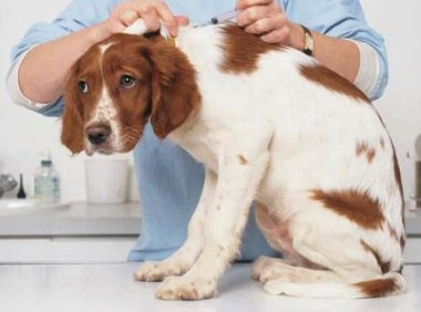 狗什么时候打疫苗,一生中有这些时间节点