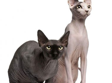 养猫的坏处?看完本文还养猫的是真爱