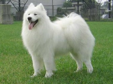 萨摩吃什么狗粮好？建议对照这种方法去挑选