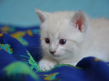 小猫吃什么，各种想不到