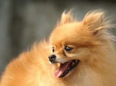 博美老年犬吃什么好？主要考虑这几个方面