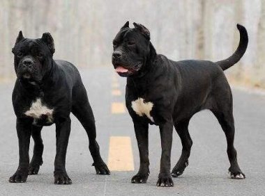 卡斯罗和杜高那个厉害,那就从这几个方面来对比