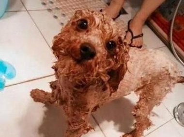 贵宾犬掉毛很厉害怎么办?找到原因对症治疗